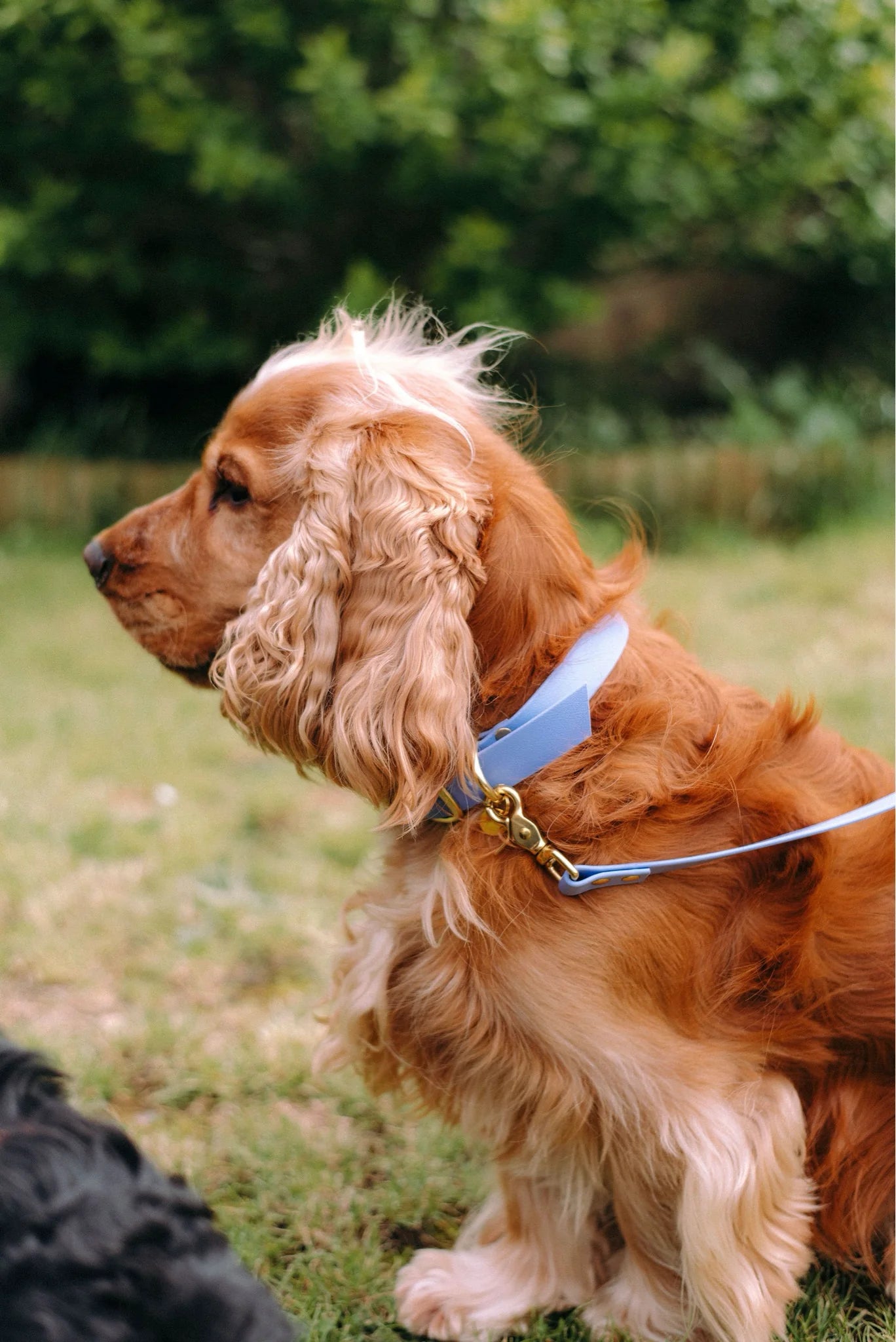 Collier biothane Lavande