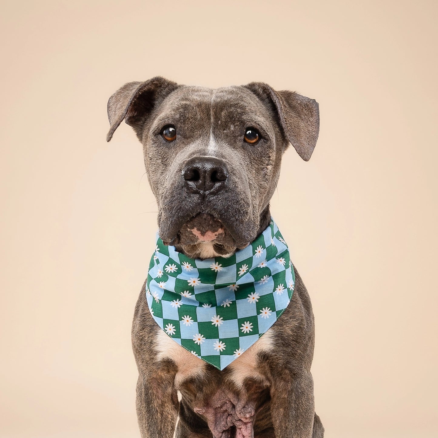 Green and blue checkered bandana