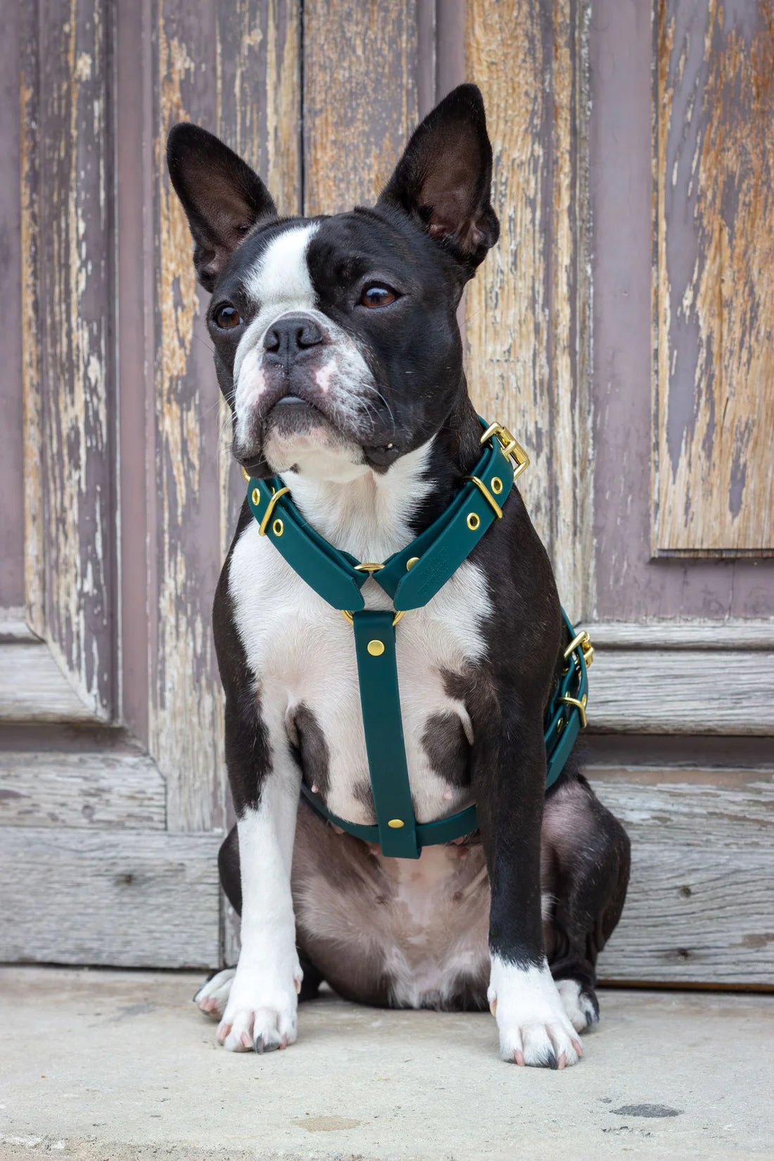 Harnais biothane Vert