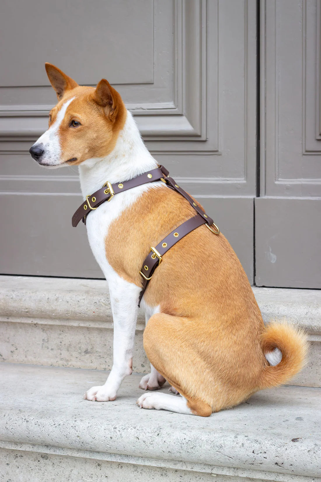 Harnais biothane Chocolat