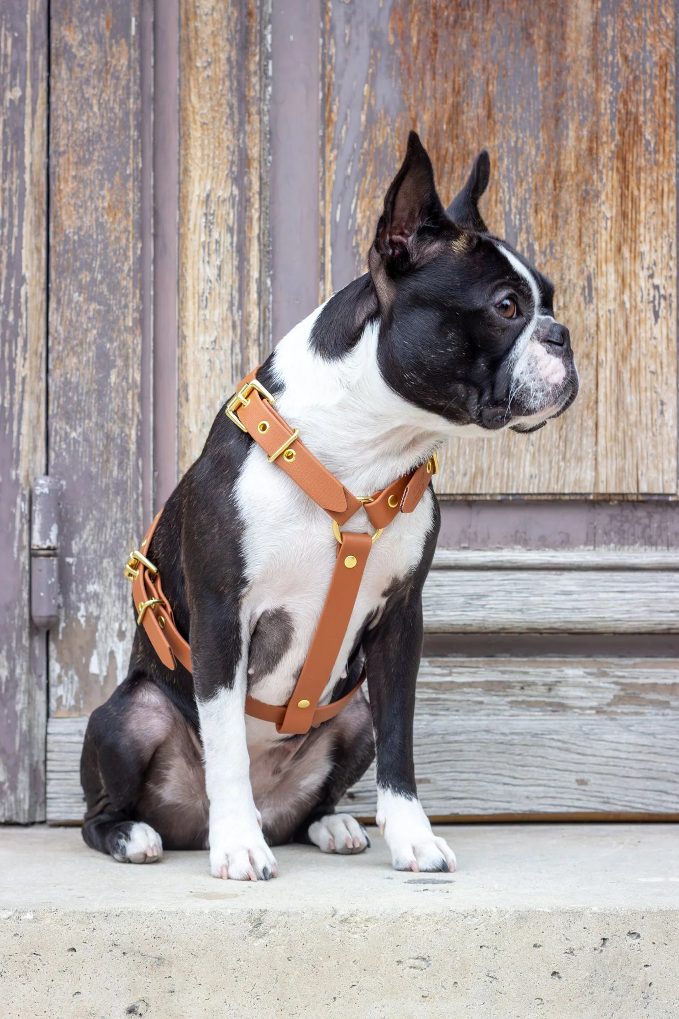 Harnais biothane Camel