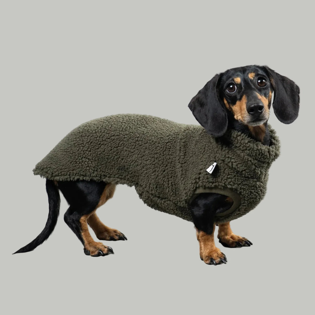 Pull polaire sherpa kaki pour teckel