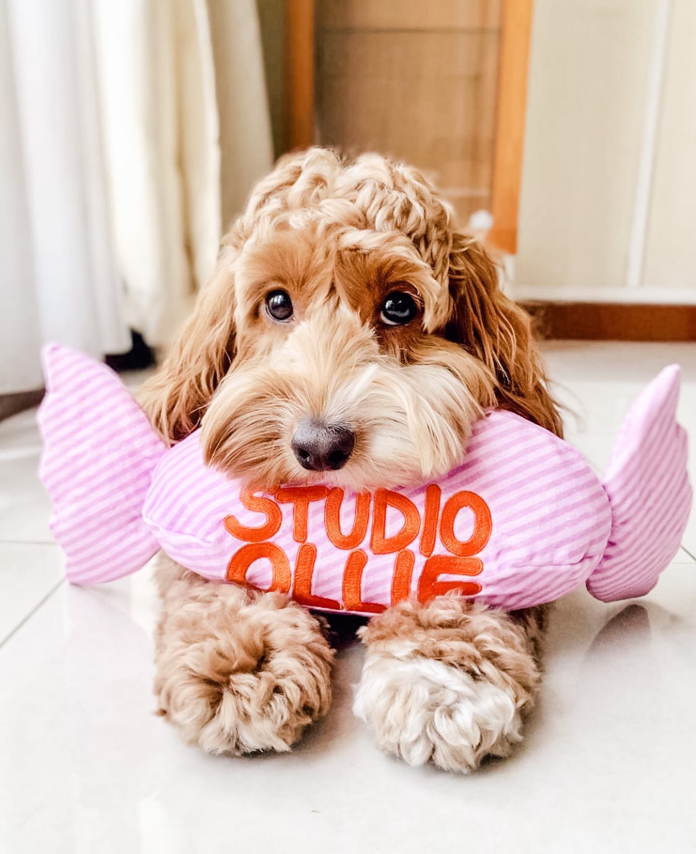 Jouet de fouille Bonbon