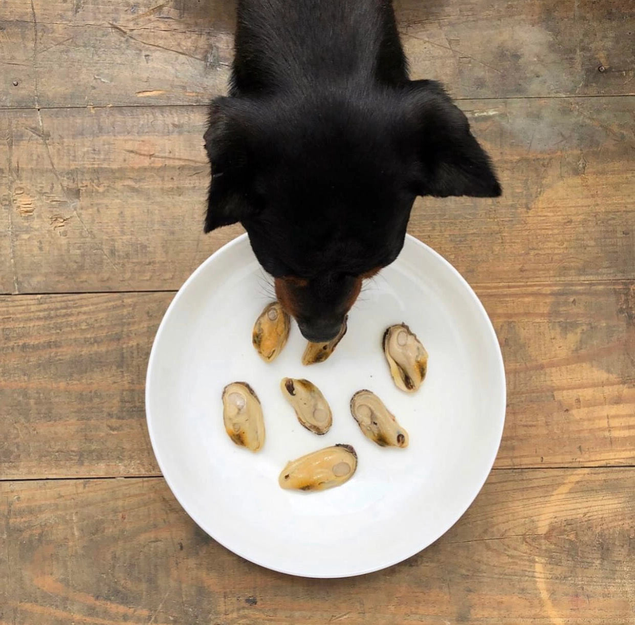 Moules vertes naturelles de Nouvelle-Zélande