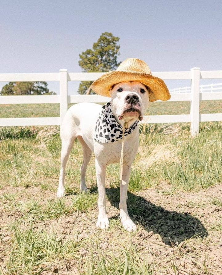 bandana-vache-chien