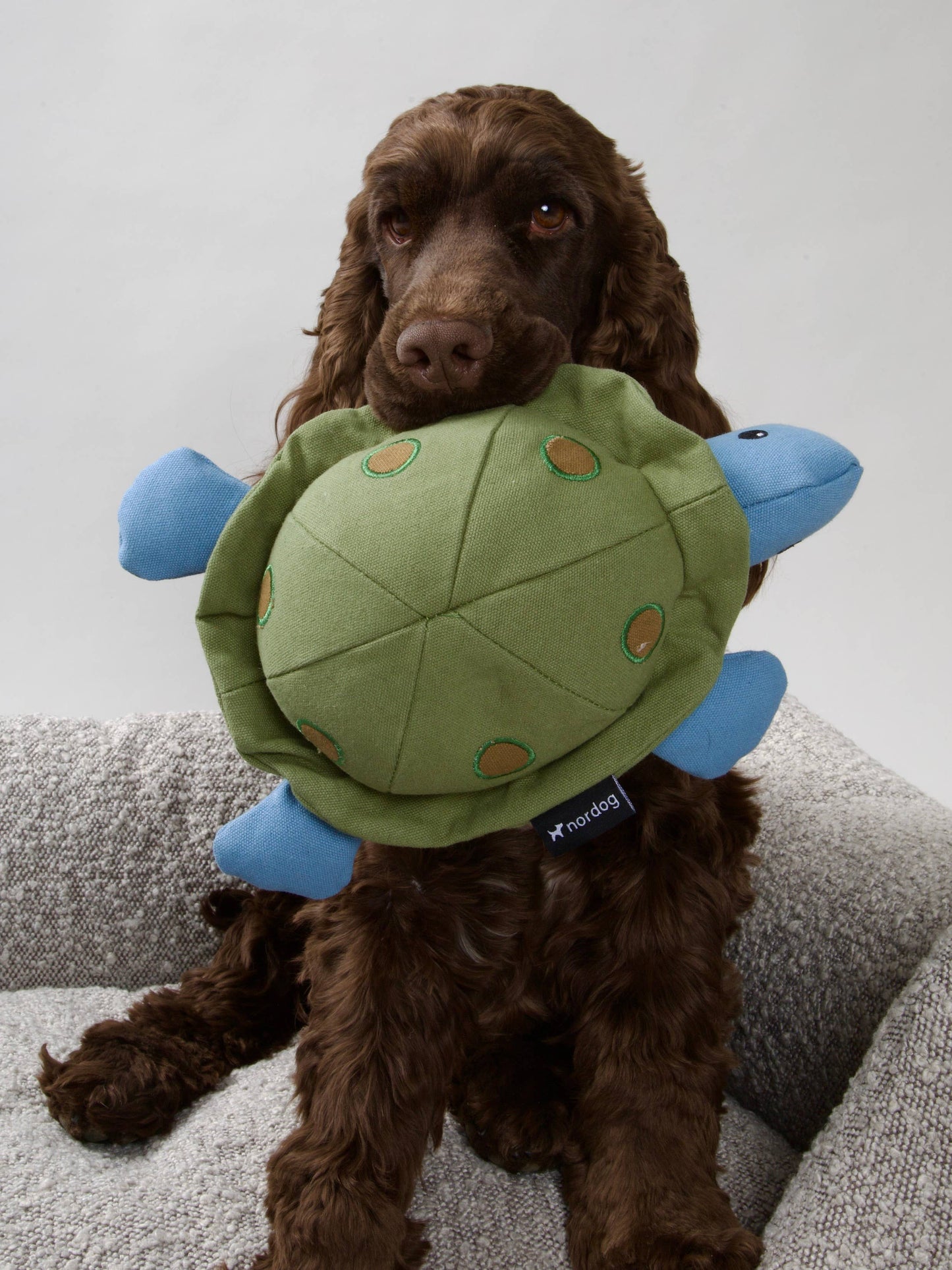 peluche-tortue-pour-chien