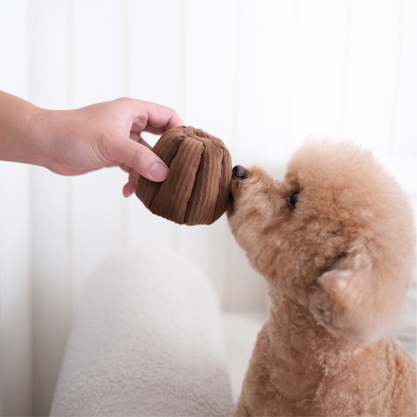 peluche-canele-pour-chien