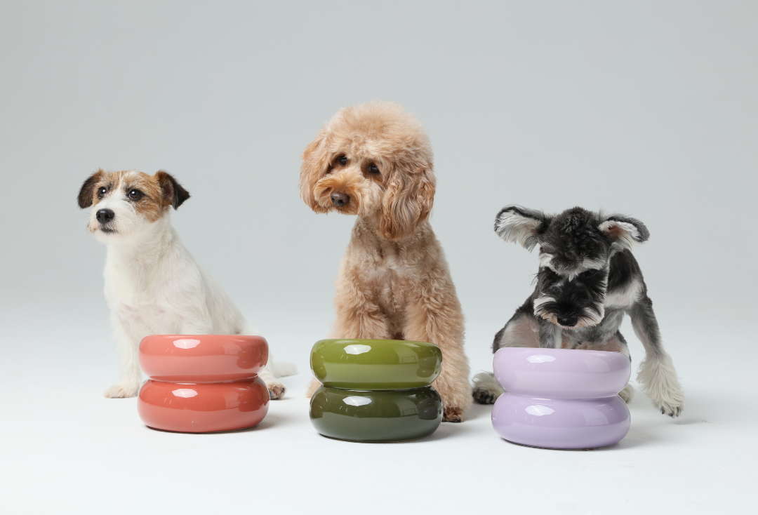 Design pet bowl