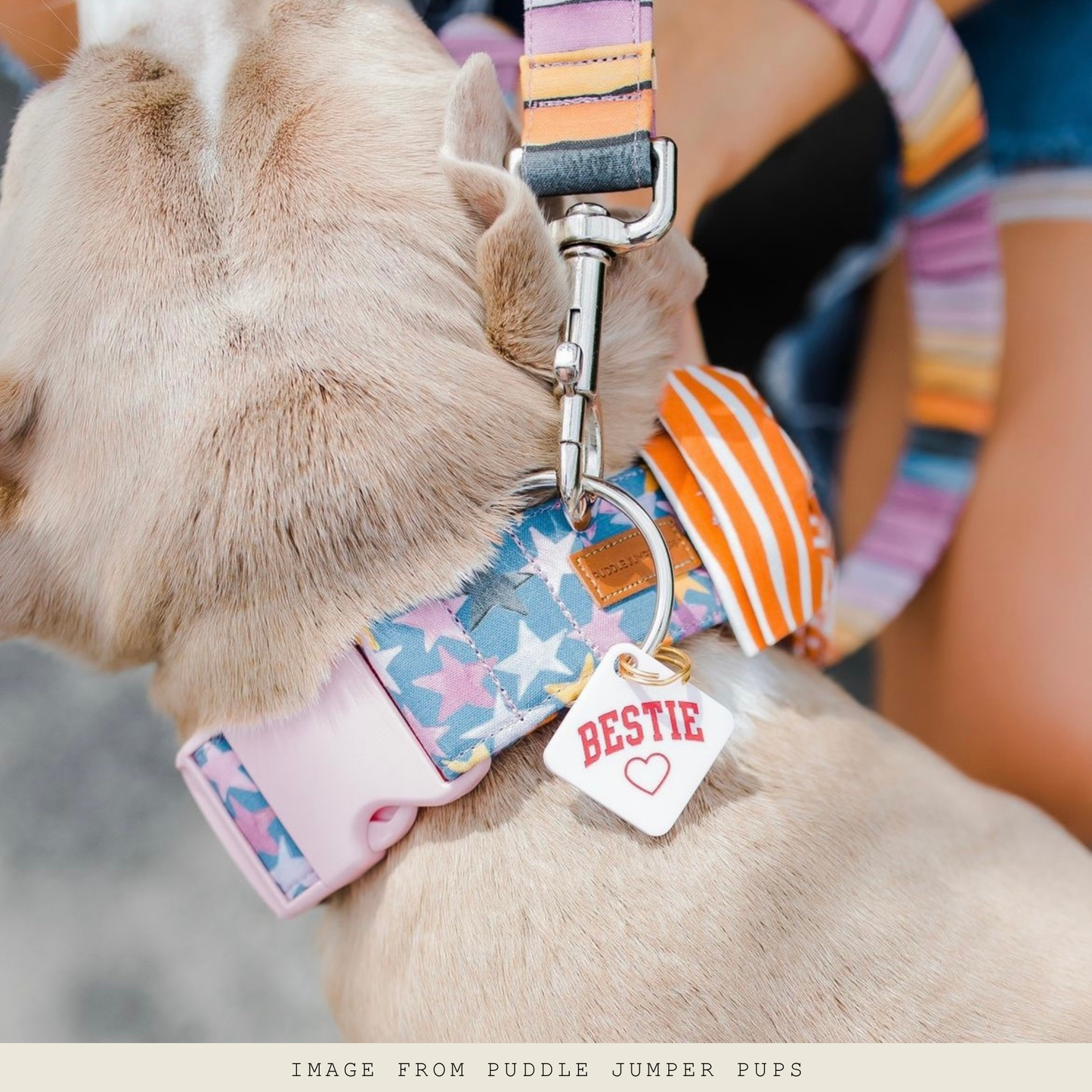 médaille-chien-collier-bordeaux-nugget