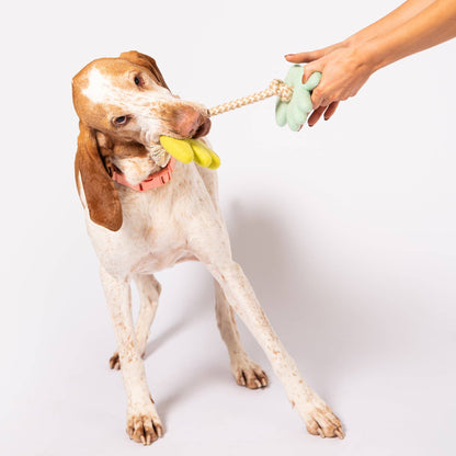 jouet-corde-chien-feutre