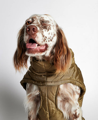 manteau-chien-bordeaux-nugget-conceptstore