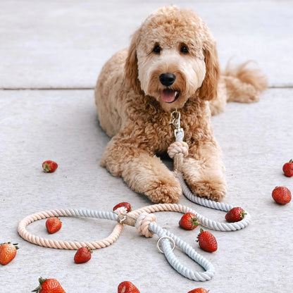 laisse-chien-nugget-conceptstore-corde