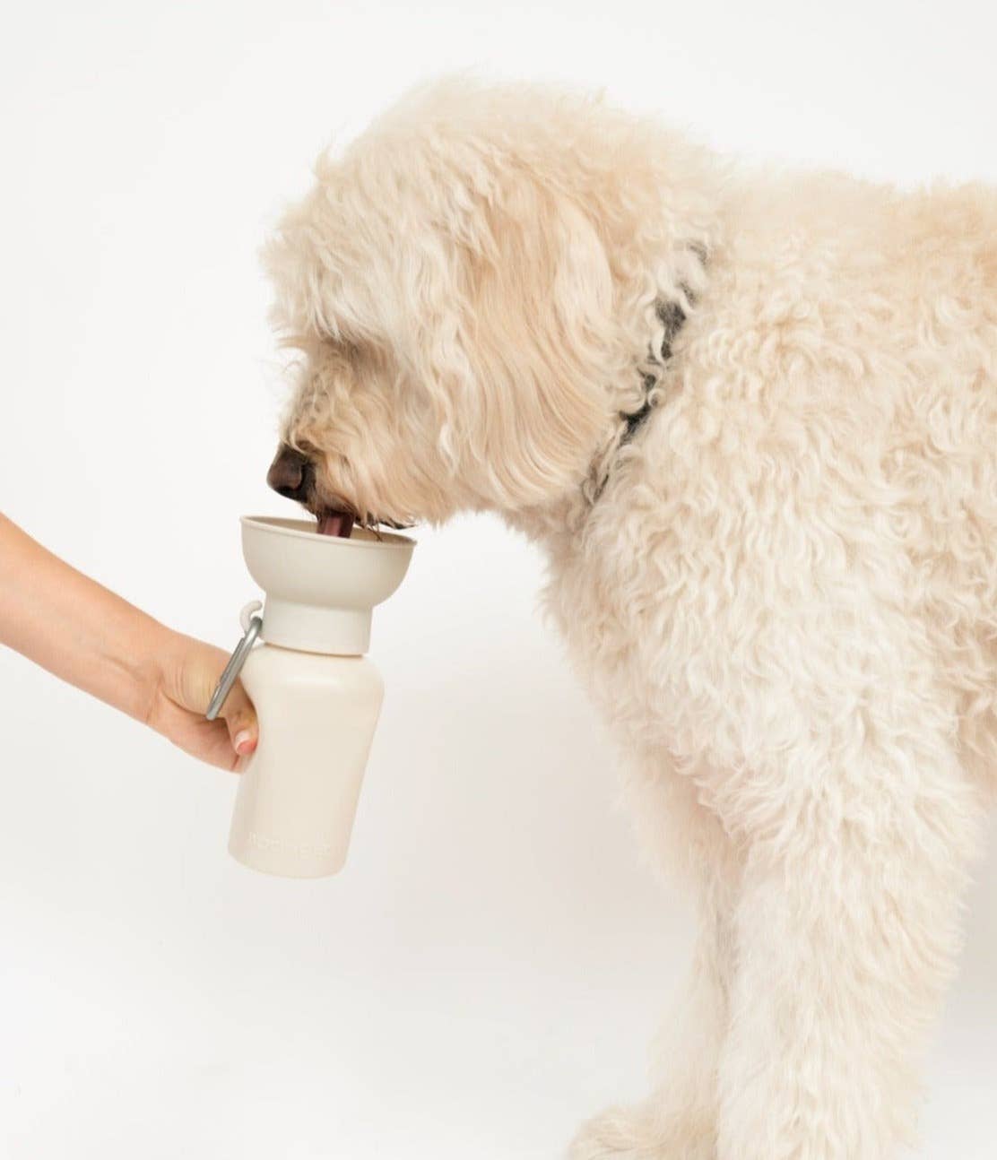 gourde-pour-chien-blanc