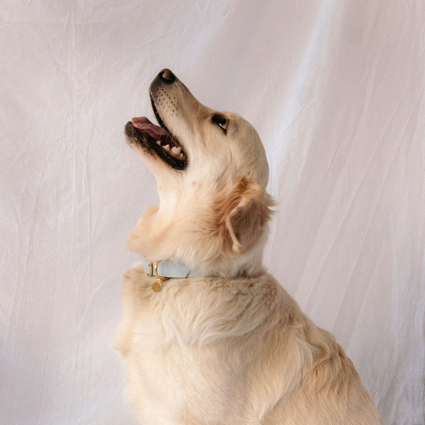 golden-retriever-collier-bleu