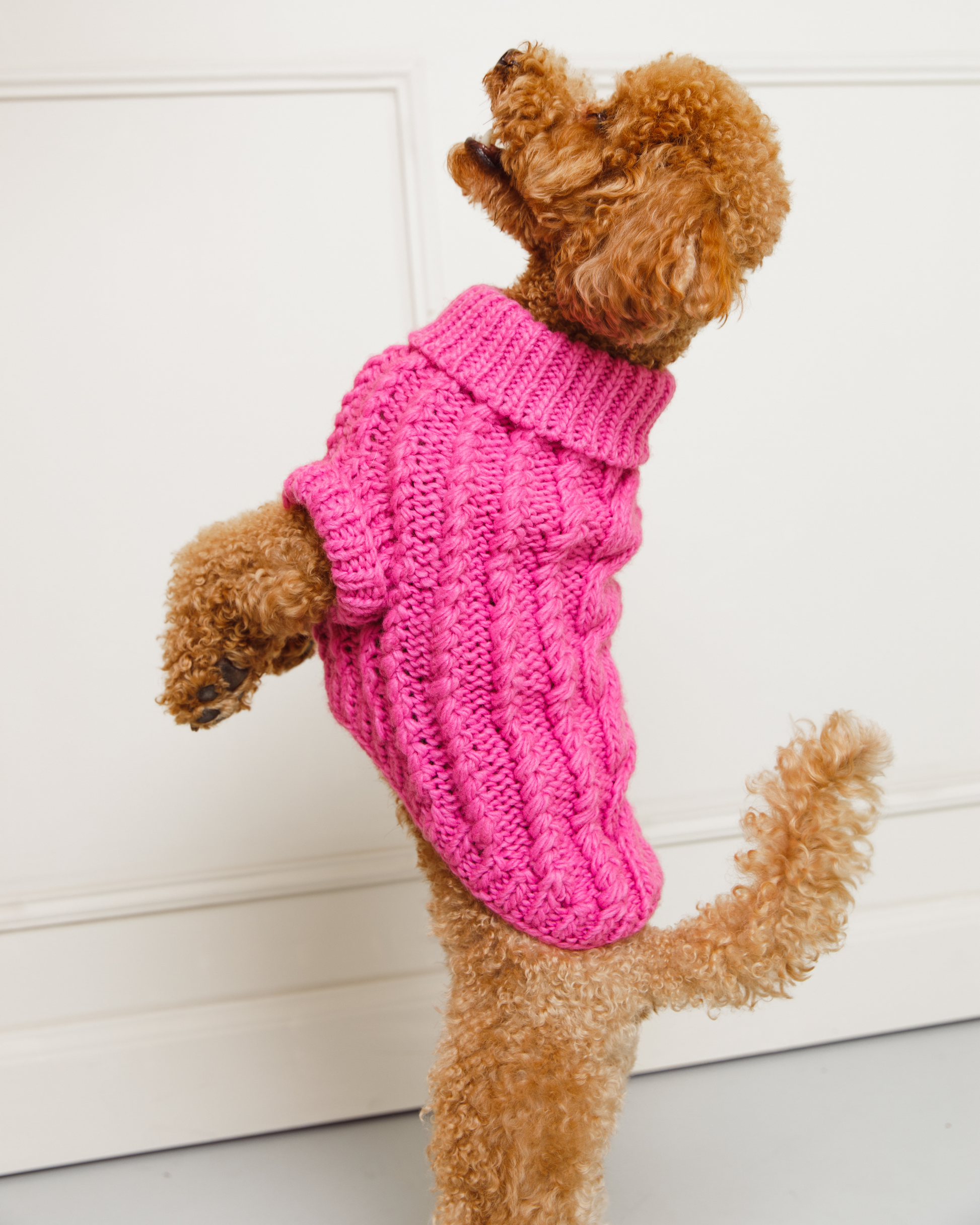 pull-chien-tricot-bordeaux-nugget