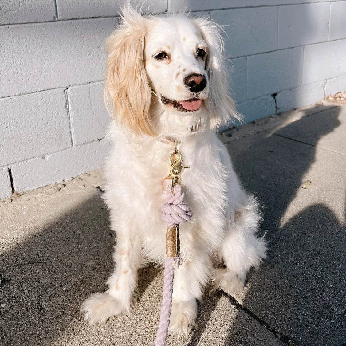 laisse-chien-nugget-conceptstore-corde