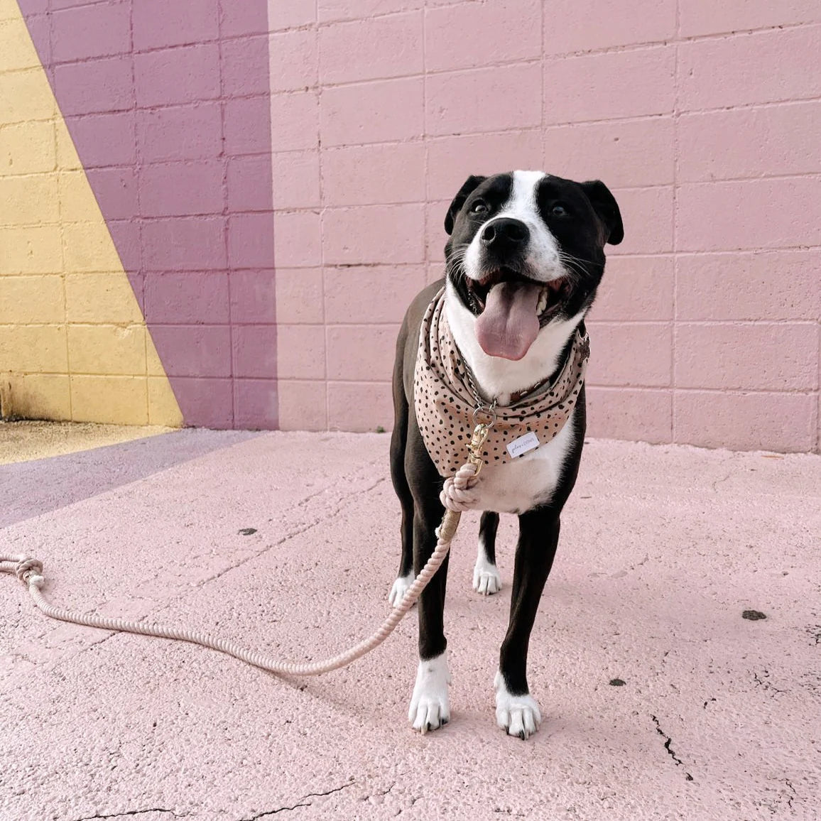 Rope leash - Rose Water