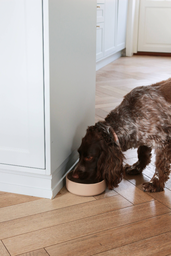 Beige dog bowl