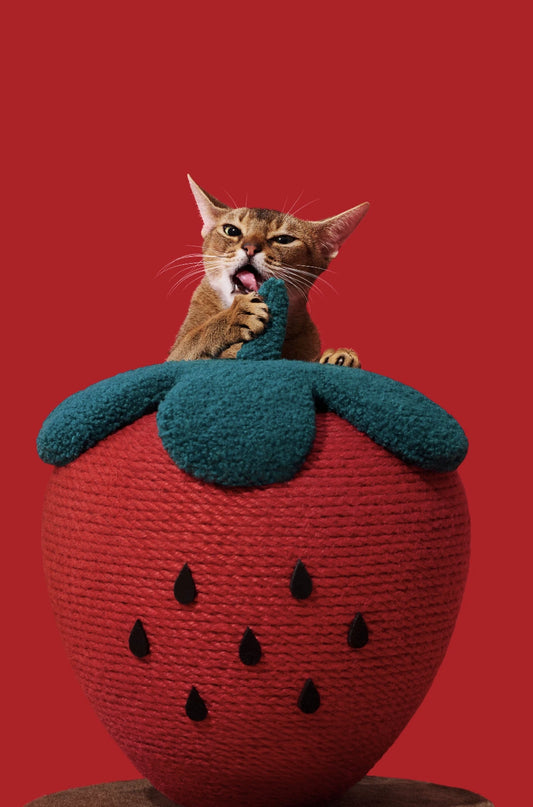 Griffoir Fraise pour chat