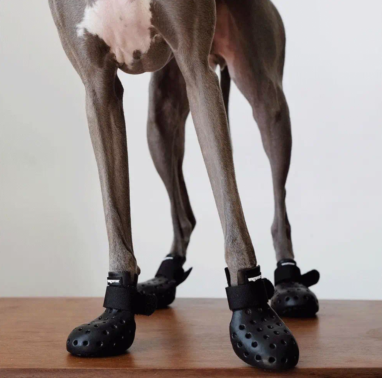 Chaussures pour chien