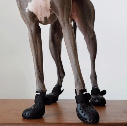 Chaussures pour chien