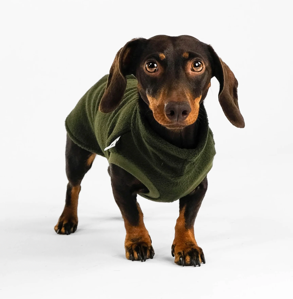 Pull polaire kaki pour teckel