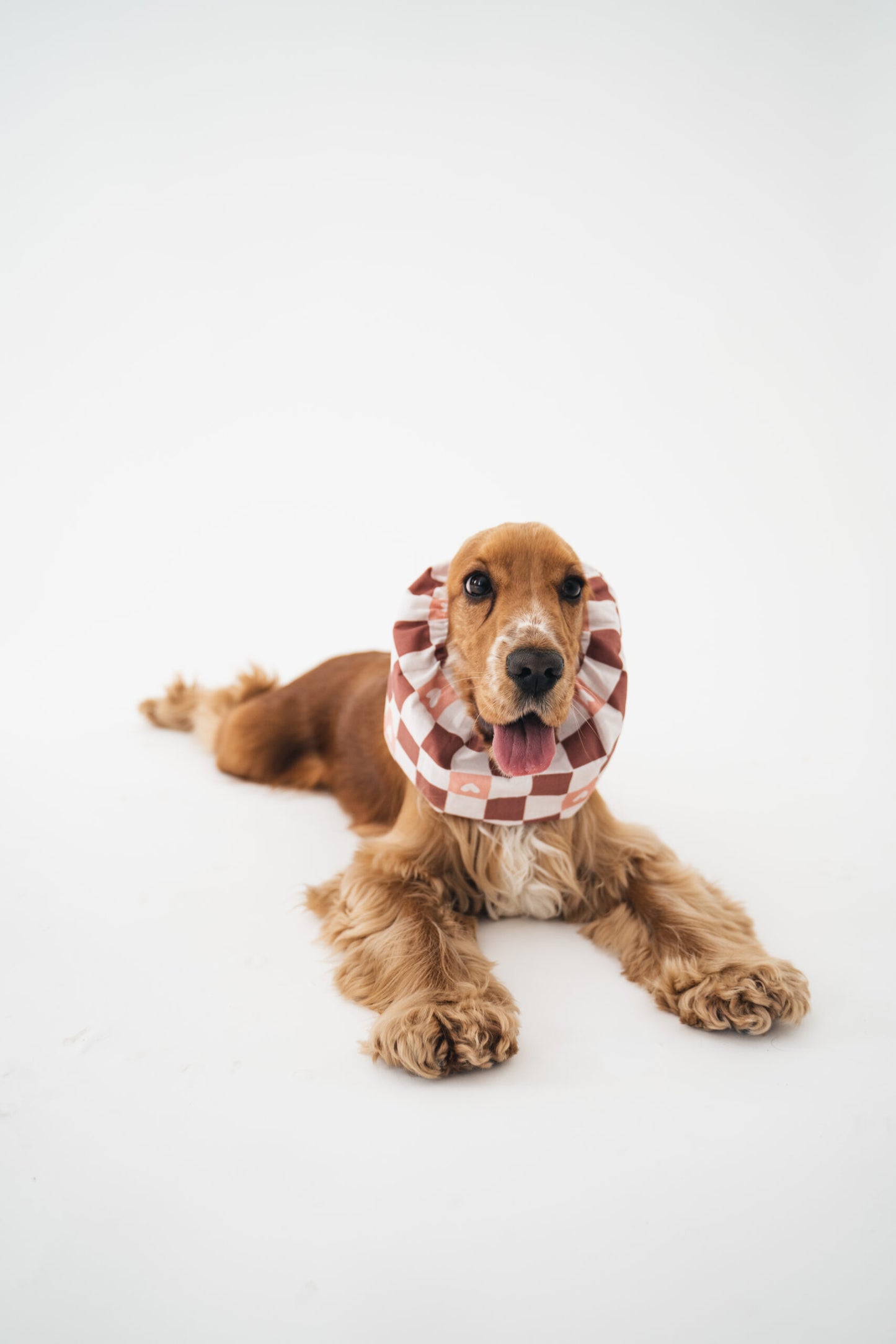 snood-oreilles-chien-cocker-nugget