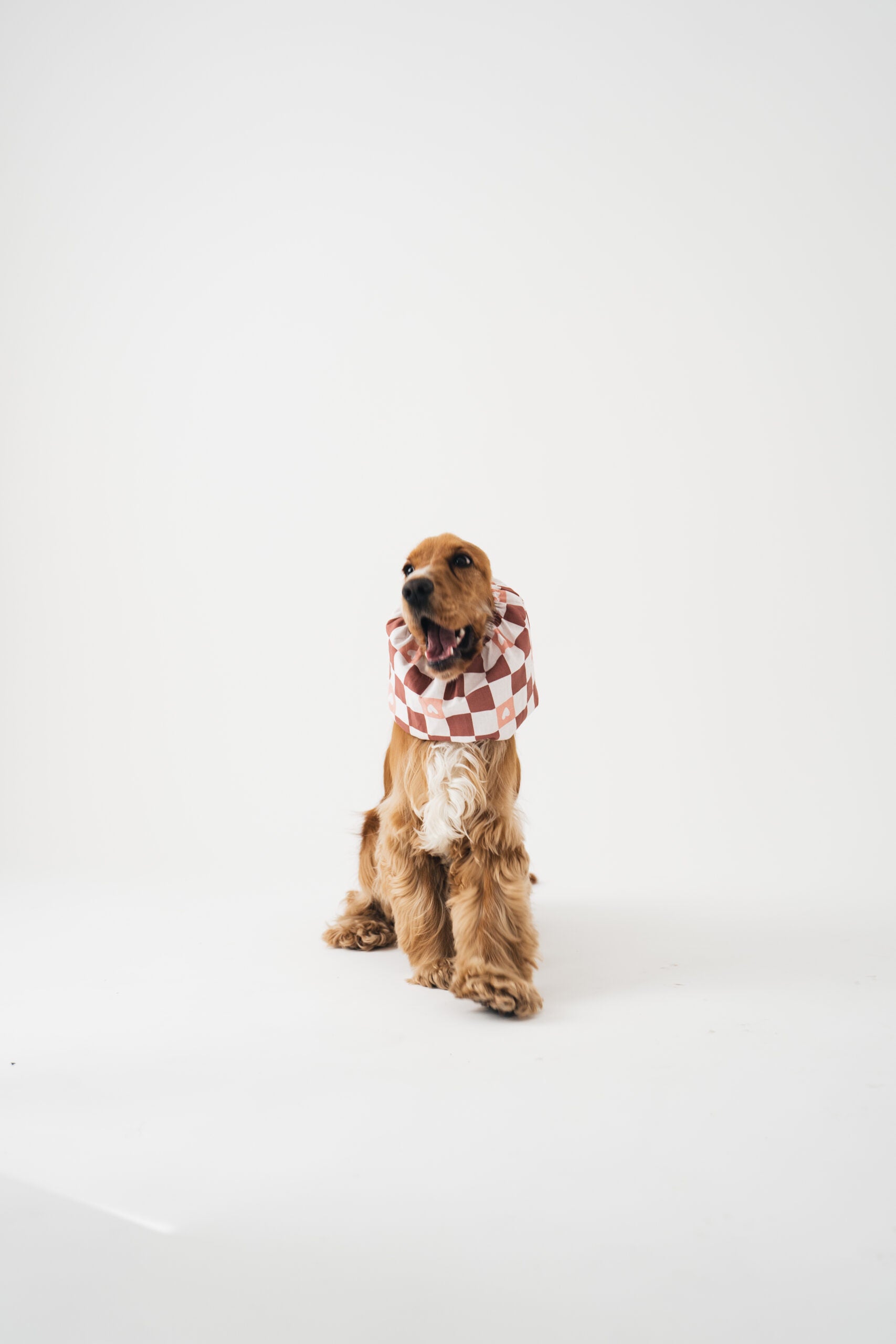 snood-oreilles-chien-cocker-nugget