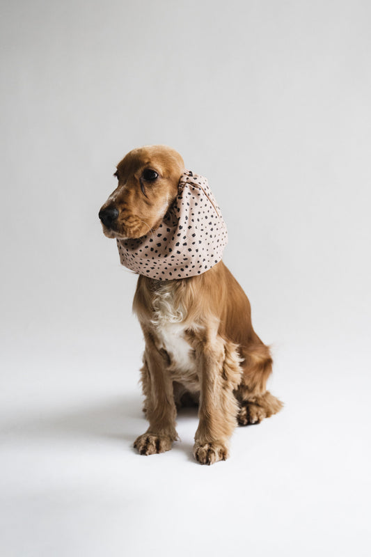 snood-oreilles-chien-cocker-nugget