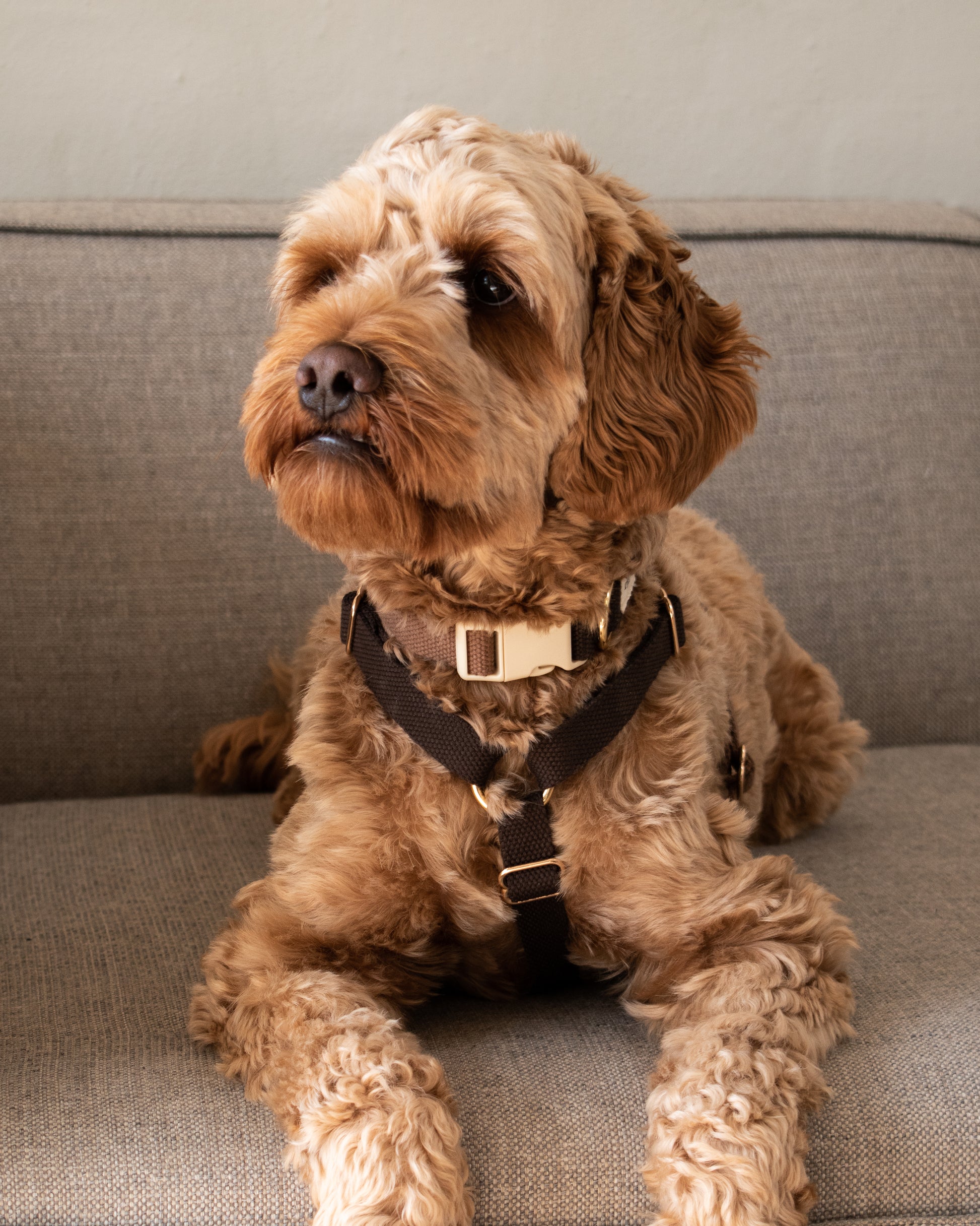 Collier-chien-marron-nugget-bordeaux-canin