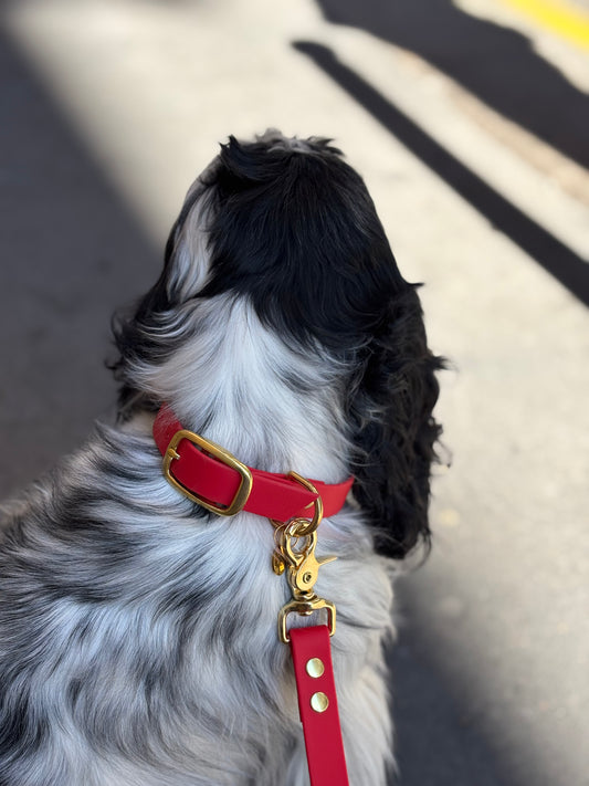 Collier biothane Rouge