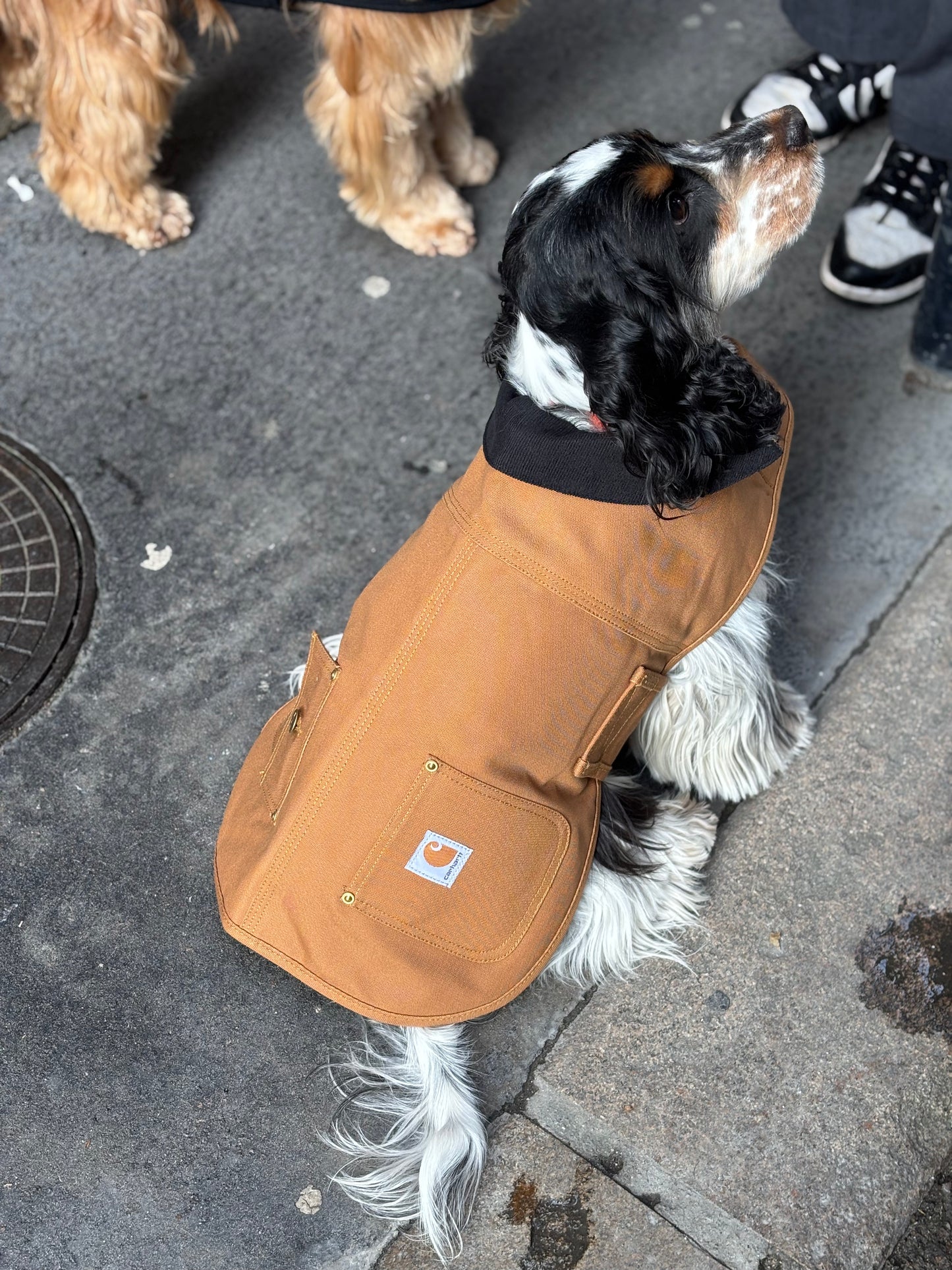 Manteau pour chien camel - Firm Duck Insulated Dog Chore Coat