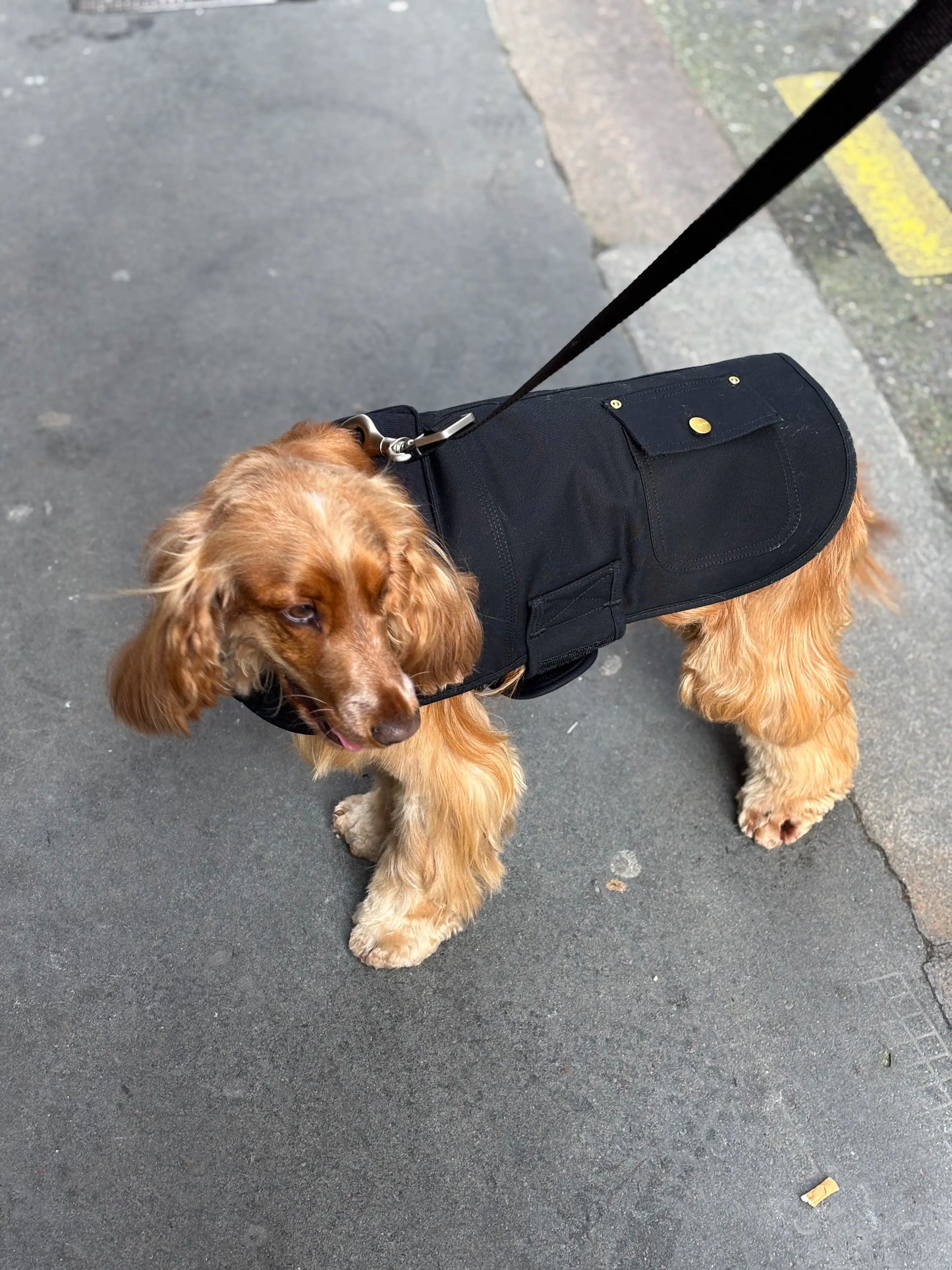 Manteau pour chien noir - Firm Duck Insulated Dog Chore Coat