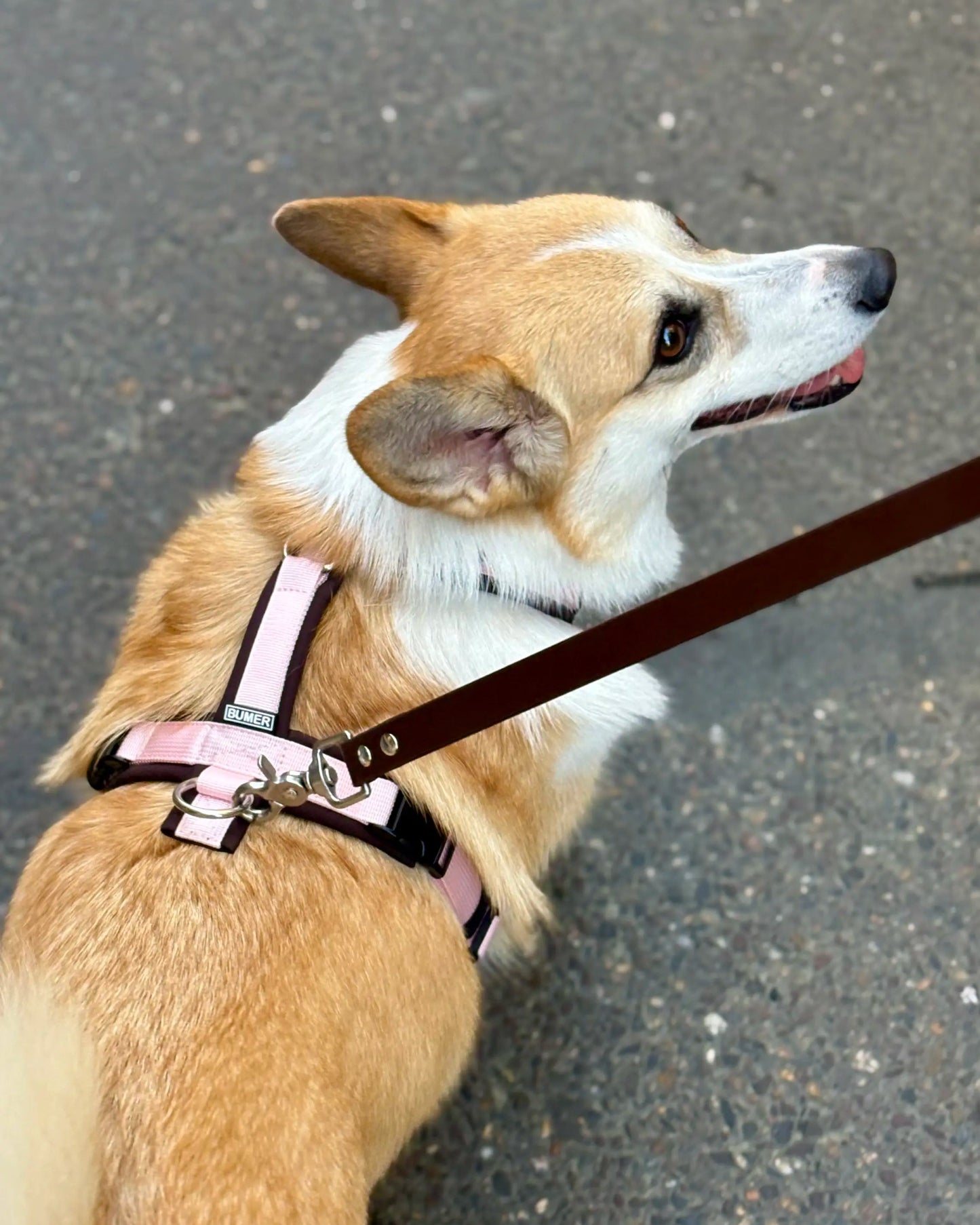 Harnais Rose et Chocolat