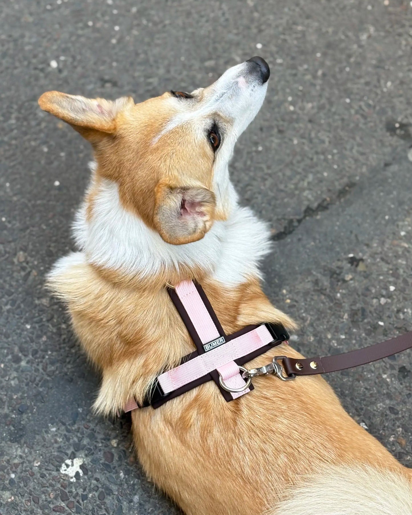 Harnais Rose et Chocolat