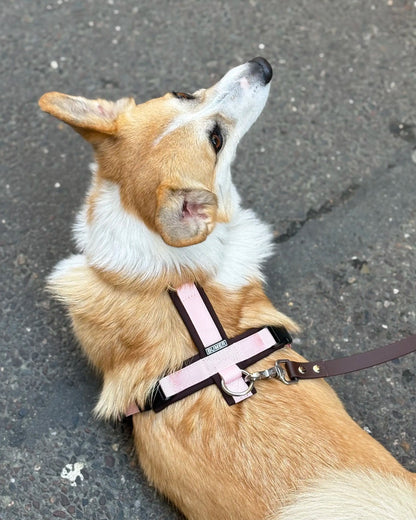 Harnais Rose et Chocolat