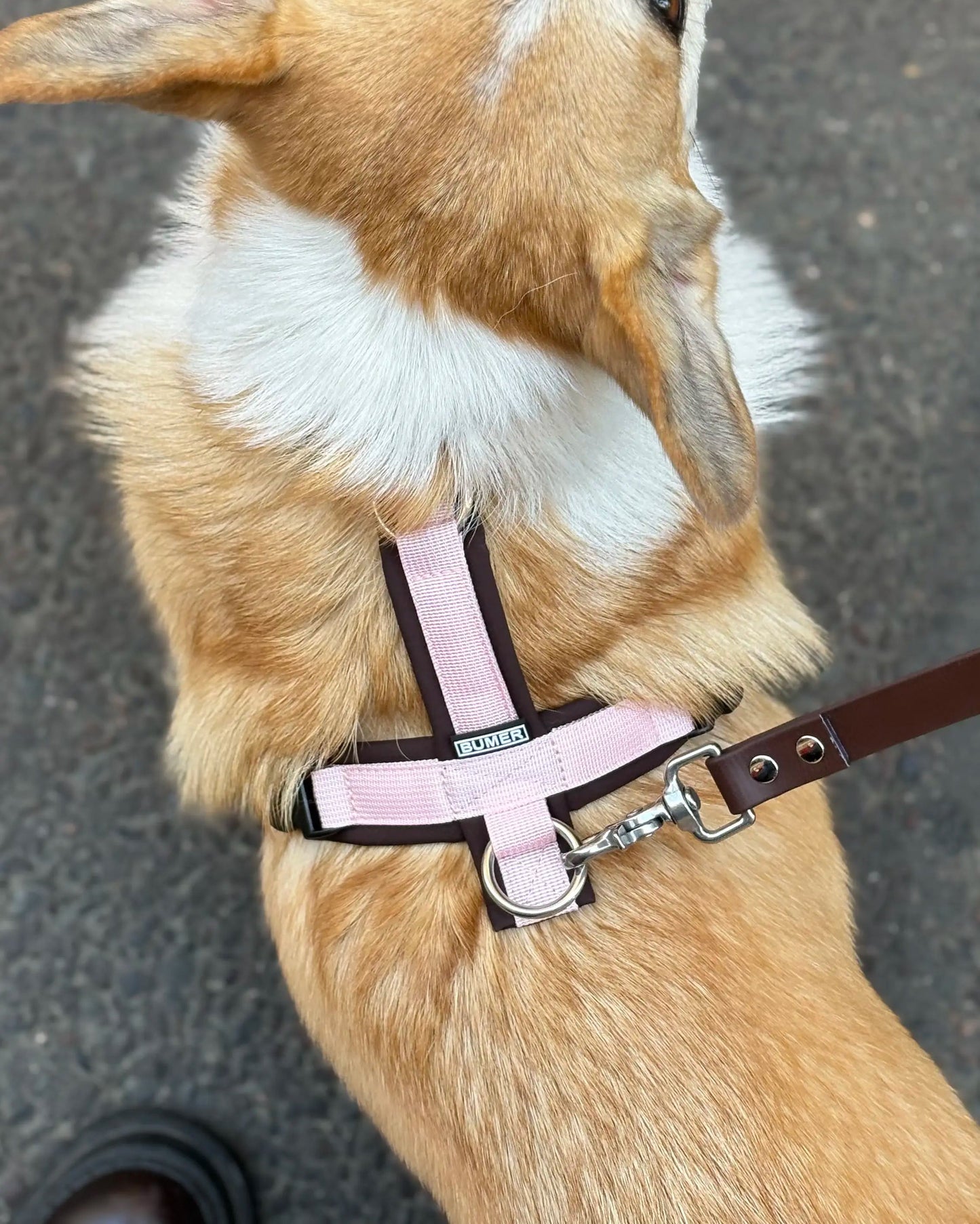 Harnais Rose et Chocolat