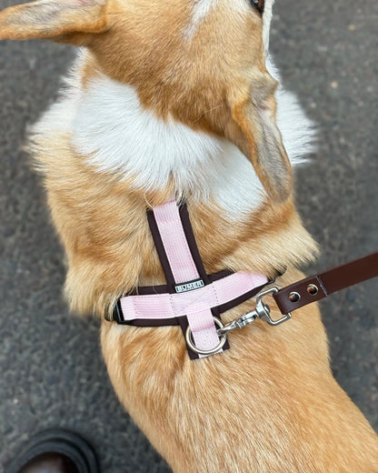 Harnais Rose et Chocolat