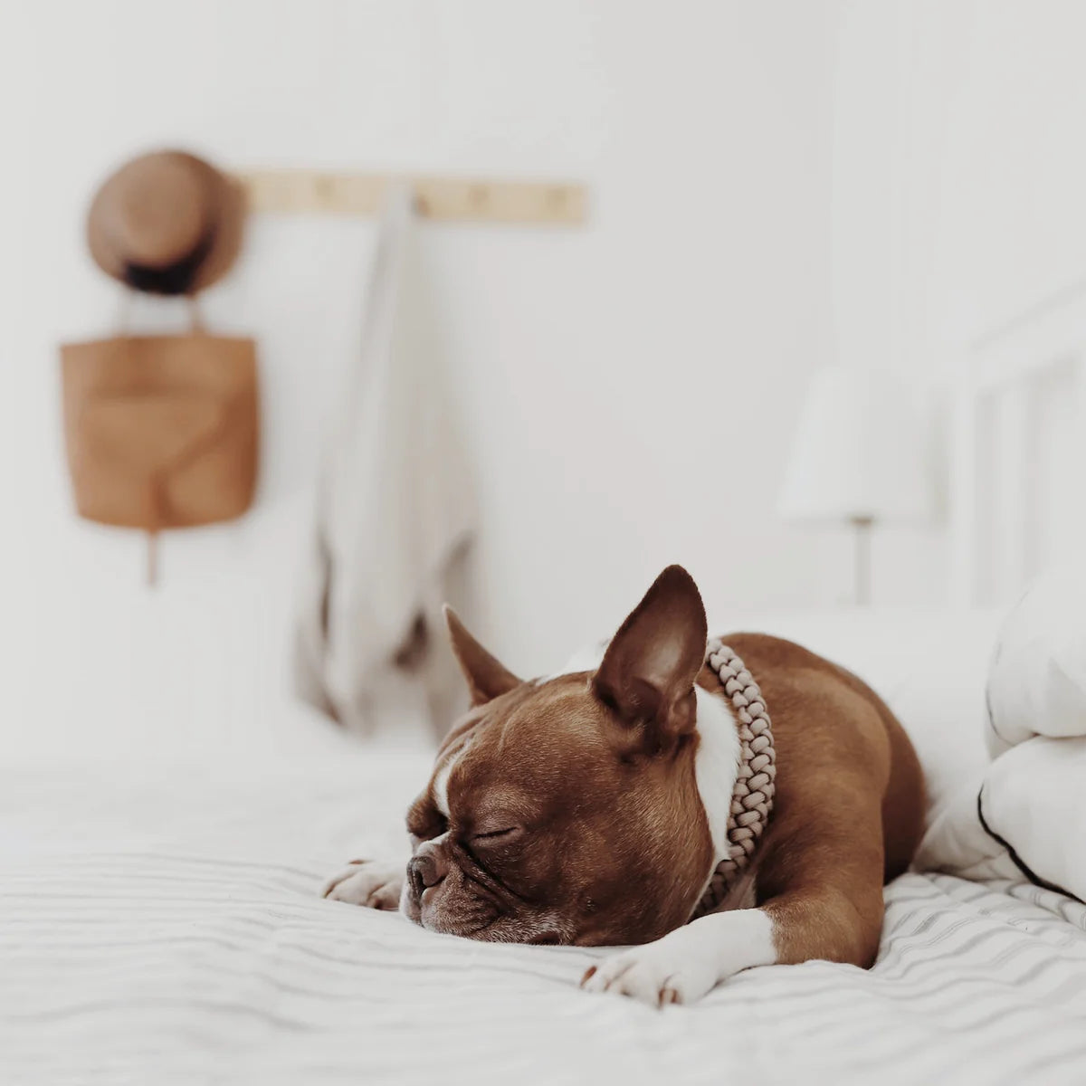 collier-chien-bordeaux-nugget-conceptstore