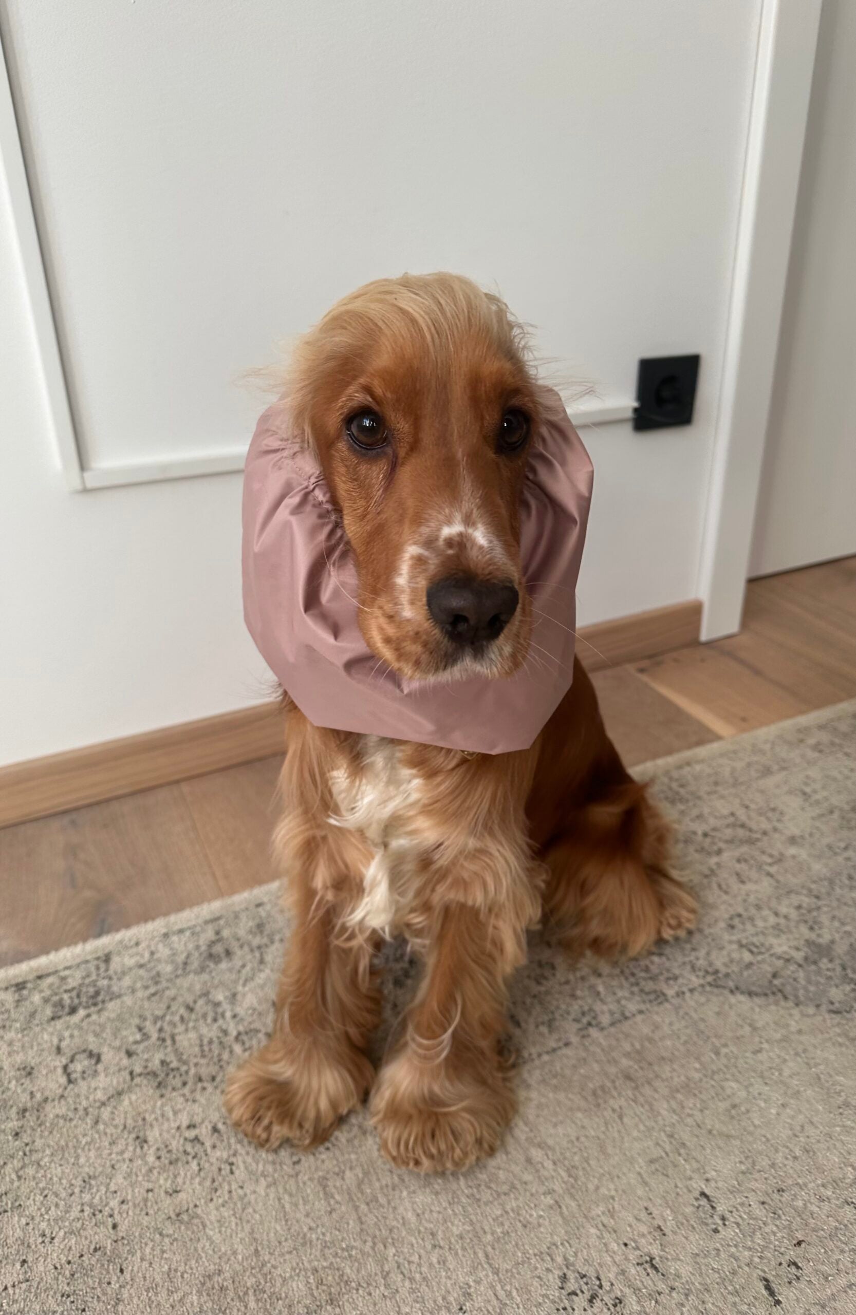 nugget-snood-impermeable-chien-cocker