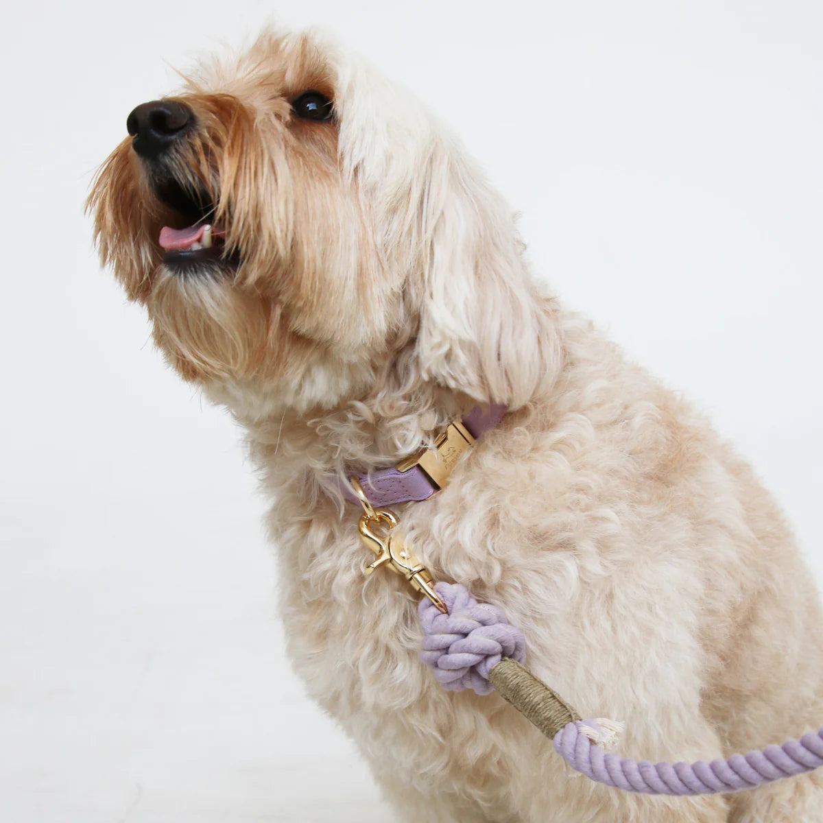 collier-pour-chien-lila-bordeaux-shop