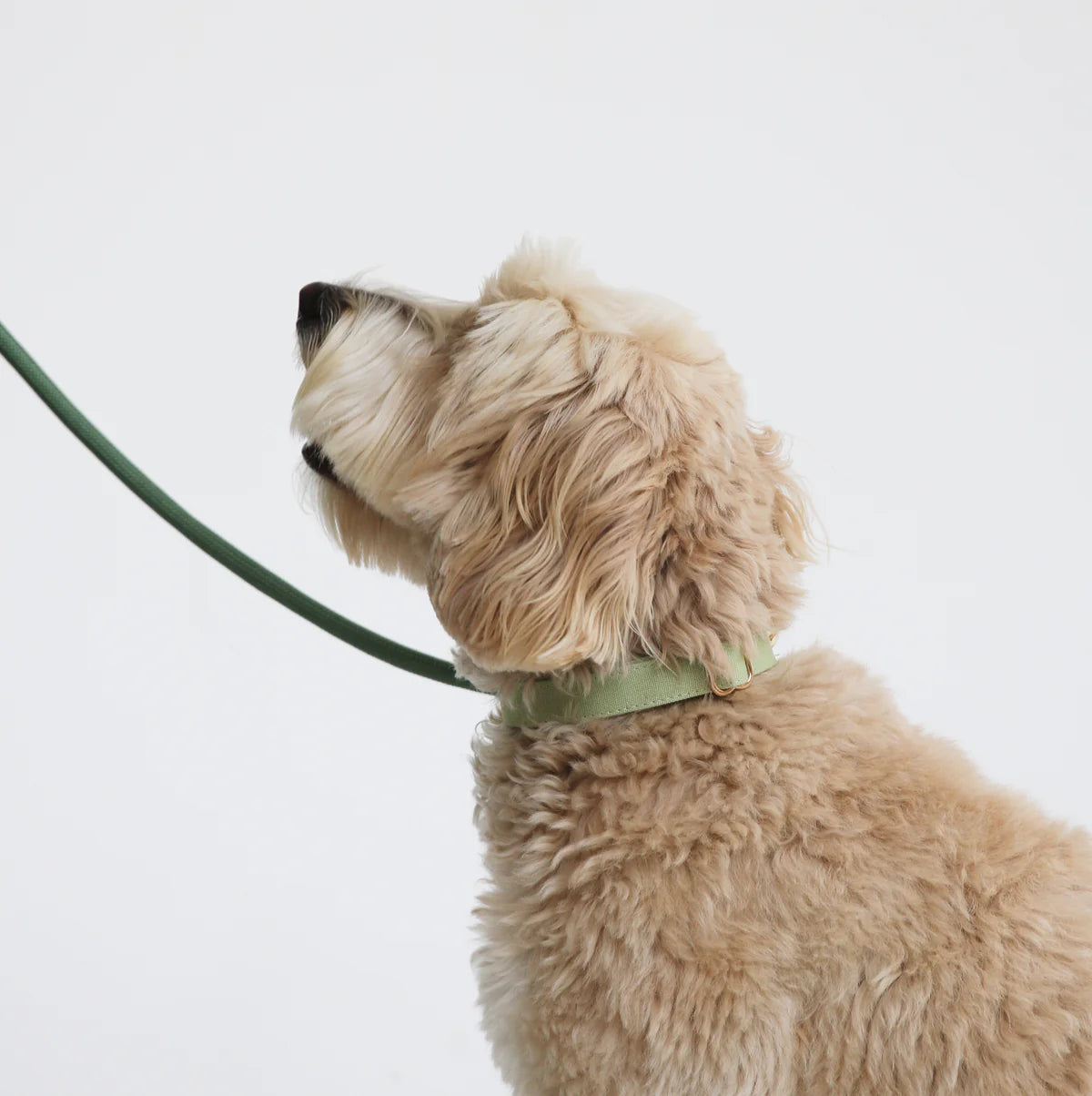 collier-chien-bordeaux-nugget-conceptstore