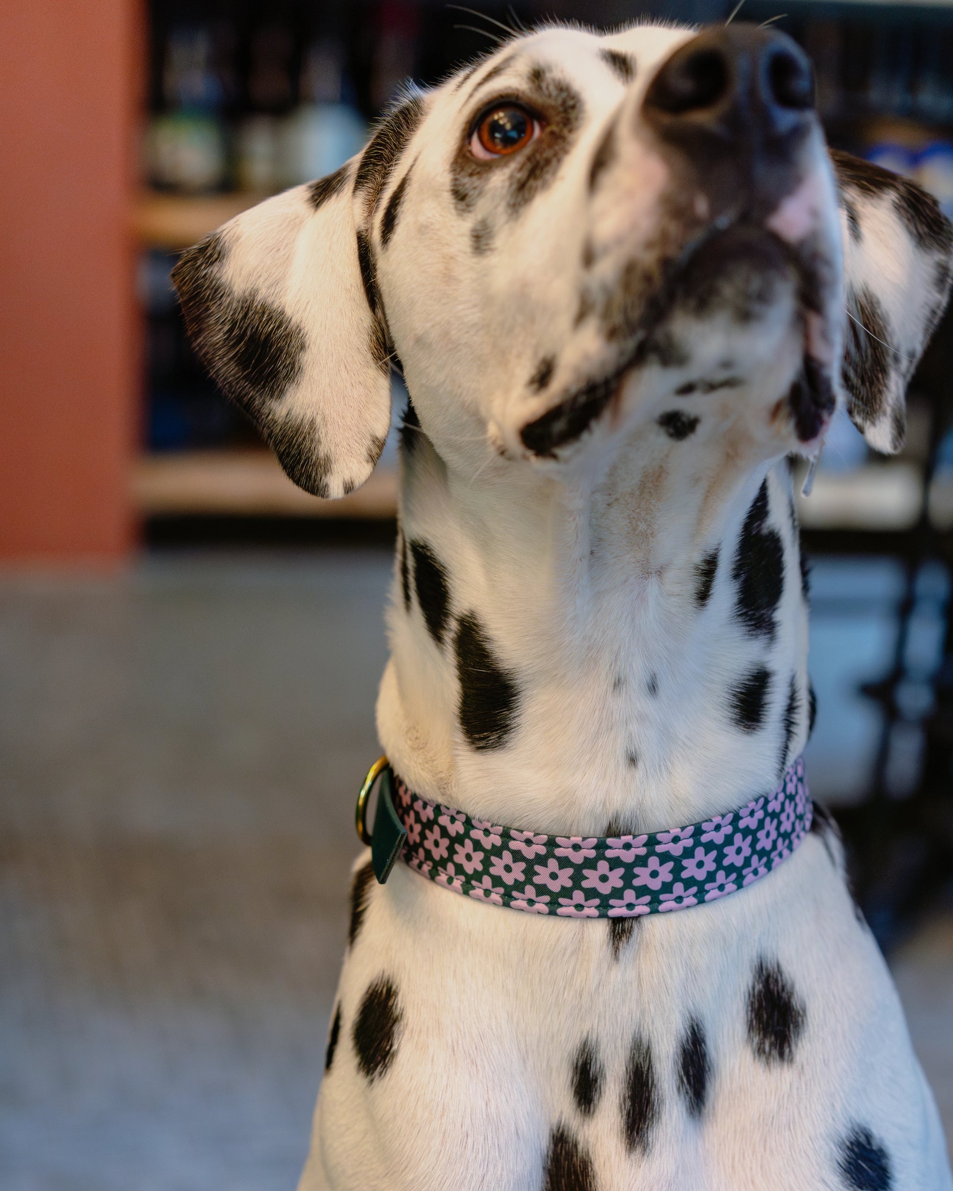 collier-dalmatien-fleur