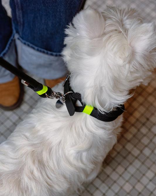 westie-ensemble-black-yellow