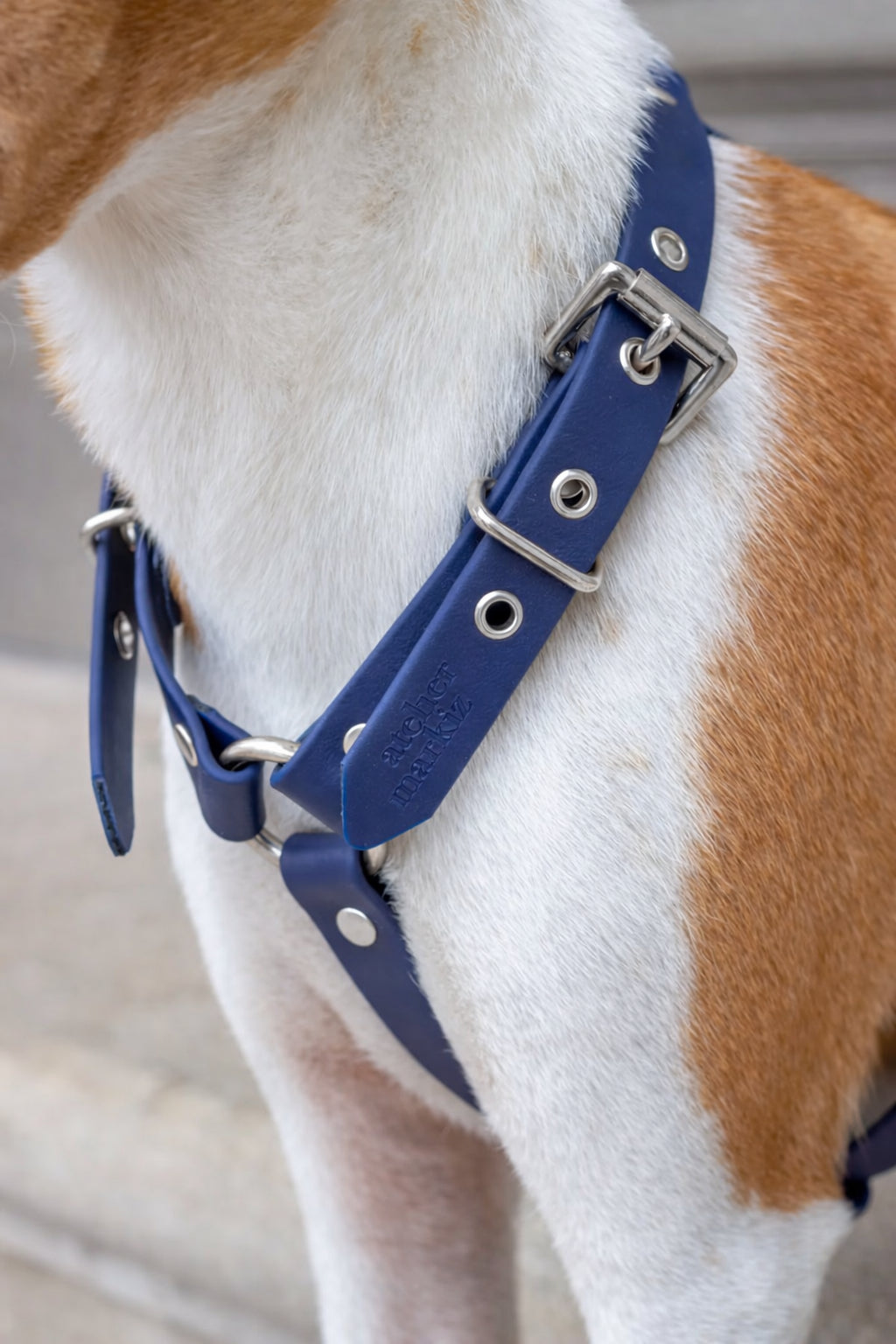 Harnais biothane Marine