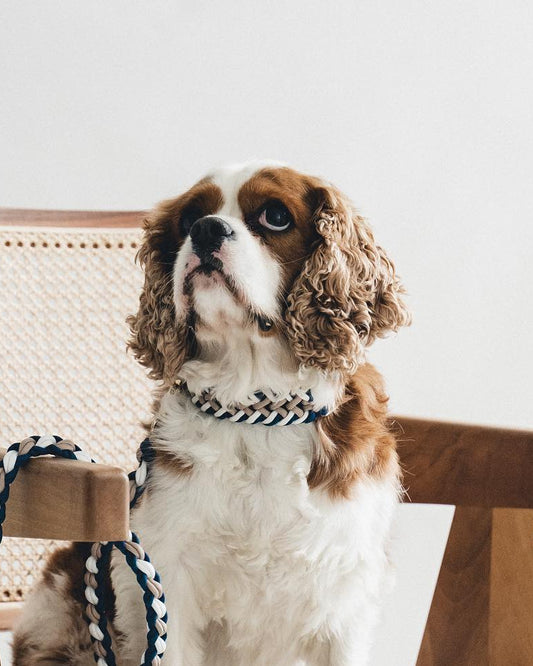Winston braided dog collar