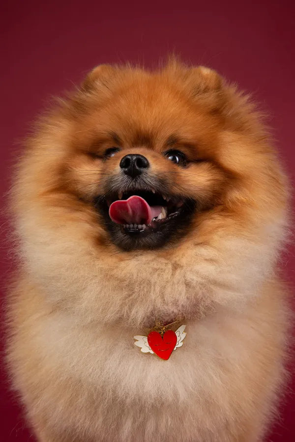 médaille-chien-gravure-bordeaux-nugget