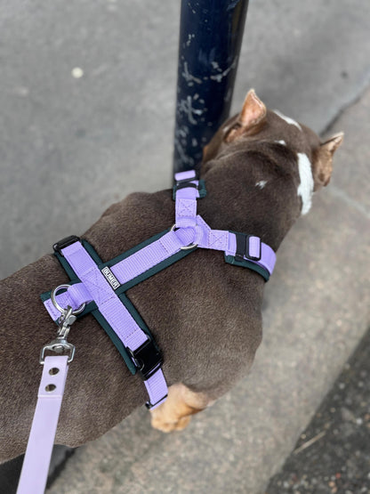 Harnais vert et lila