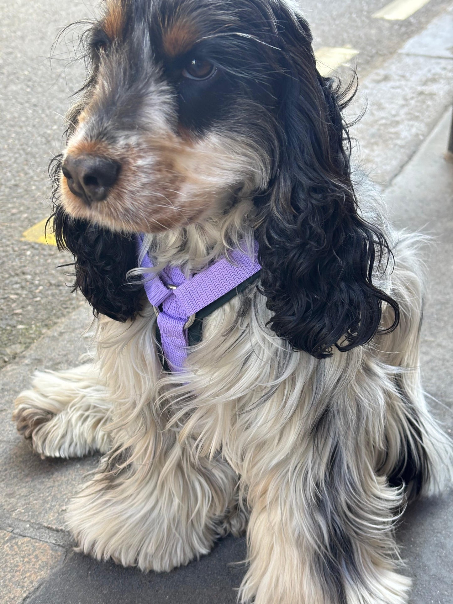 Harnais vert et lila