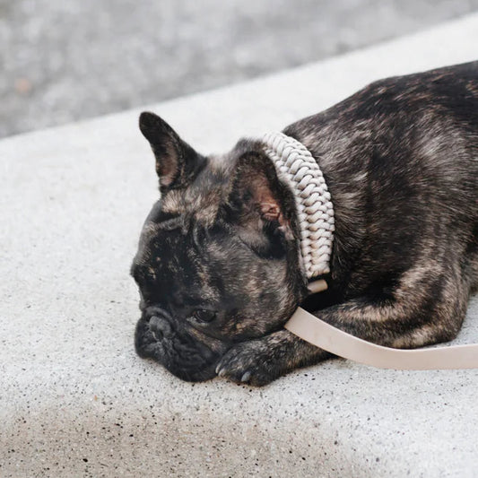 collier-biothane-chien-bordeaux-nugget